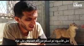 حتى الأسود لم تسلم من آثار العدوان على غزة