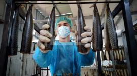 تجهيز كميات من سمك الرنجا جنوب قطاع غزة