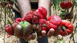 الاحتلال يخنق مزارعي غزة بمنع التصدير