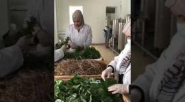 لأول مرة بغزة سيدات ينجحن في مشروع استخراج الزيوت العطرية من النباتات