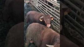 تعرّف على أضحيتك".. أشهر أنواع العجول والخراف في أسواق غزة"