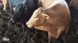 موسم شراء الأضاحي في غزة