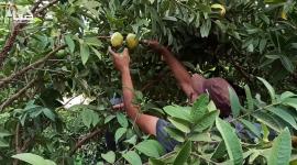 موسم قطف الجوافة في غزة