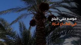 موسم جني البلح في قطاع غزة