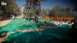 موسم قطف الزيتون في قطاع غزة