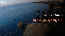 مشاهد خلابة للحياة البحرية قرب ميناء غزة