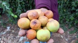 زراعة النبق في غزة