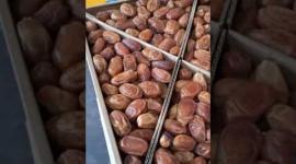 وفرة في التمور المستوردة من أريحا في أسواق قطاع غزة مع ثبات الاسعار