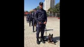 تمرين للكلاب البوليسية في غزة