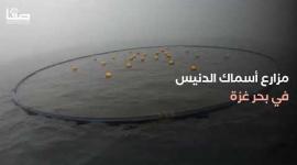 مزارع أسماك الدنيس في بحر غزة