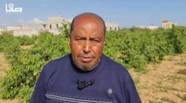 قطف الخوخ في حقول خان يونس