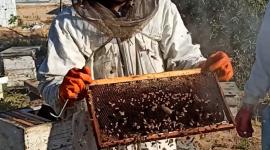 موسم جني العسل في غزة
