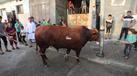 أسعار الأضاحي في قطاع غزة