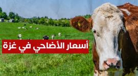 تعرف على أسعار الاضاحي في غزة