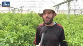 حصاد زراعة الفلفل في بيت لاهيا شمال قطاع غزة