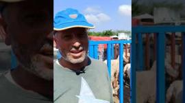 جزّ الصوف.. مهنة تزدهر في موسم الأضحى بغزة