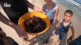 استخراج بلح البحر وتحضيره في غزة