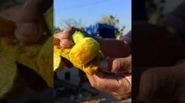 بدء موسم قطف فاكهة التين الشوكي (الصبر)