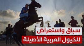 سباق واستعراض للخيول العربية الأصيلة في غزة