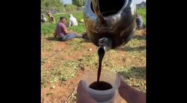 بدء موسم زراعة الفراولة بغزة.. هذه كل الخطوات