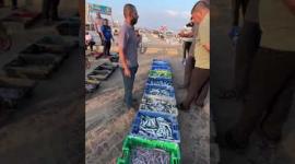 صيد الأسماك في ميناء غزة صباح اليوم