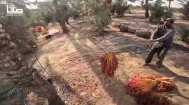 فيديو مميز لجني ثمار البلح في غزة