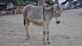 تجار مواشي يشتكون منع الاحتلال توريد "الحمير" لغزة