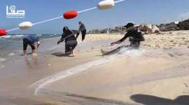 تأثير التغير المناخي على البيئة البحرية في غزة