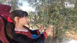 بدء موسم قطف الزيتون في غزة وسط فعاليات تراثية