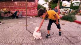 طيور ونباتات متنوعة تعرض في غزة