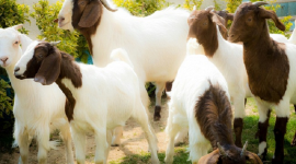 اسعار الاضاحي في فلسطين 2023