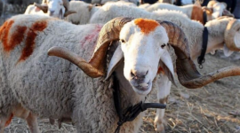 سعر الخروف في الكويت 2023