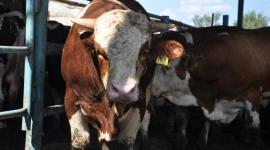 سعر الأضاحي غزة 2023