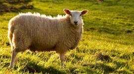 أسعار الأضاحي 2023 في لبنان .. اسعار المواشي