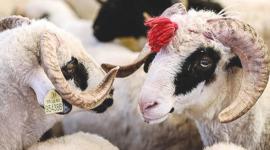 سعر الاضاحي في تركيا 2023