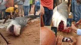 فيديو اصطياد قرش الغردقة التي أكلت السائح الروسي