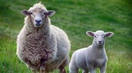  سعر الأضاحي