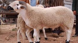 موعد عيد الأضحى 2023 بالمغرب