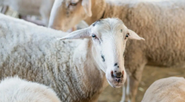 اسعار الاضاحي في مصر 2023 ضاني وبقري وجاموسي وماعز