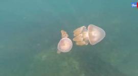 وصول طلائع القناديل إلى بحر قطاع غزة