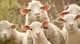 هل يجوز صيام يوم النحر؟