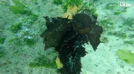 "الراقصة الإسبانية" تغزو غزة