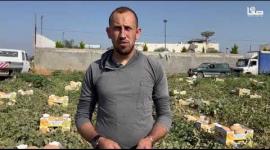 موسم قطف الشمام في سهل مرج ابن عامر بجنين