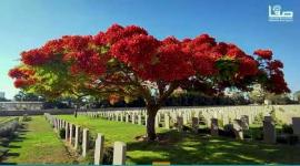 عدسة صفا تتجول في مقبرة الإنجليز بمدينة غزة