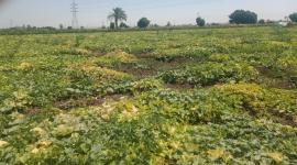 الزراعة في غزة