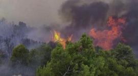 حرائق هاواي