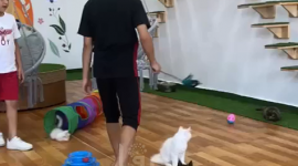 مياو كافي.. الأول من نوعه بغزة لمداعبة القطط والتفريغ النفسي