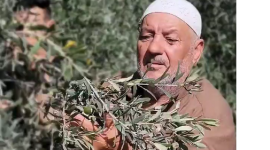 مشاهد من جني الزيتون وعصره لاستخراج الزيت في خان يونس