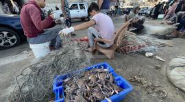 إقبال على شراء "السلطعون" في غزة