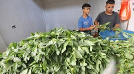 افتتاح سوق اليرموك الشعبي بغزة